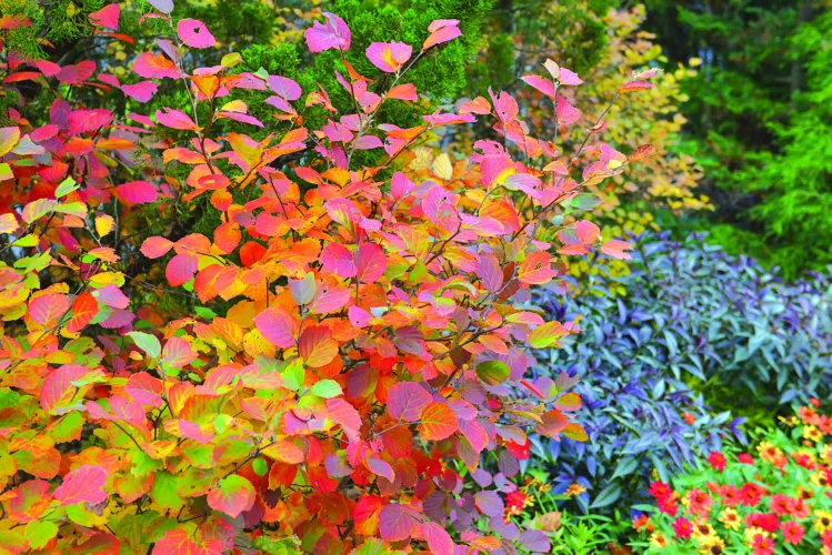 Beyond the annuals: Gardens provide color, structure and food